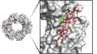 Structure of the <i>E. coli</i> Sliding Clamp, DnaN