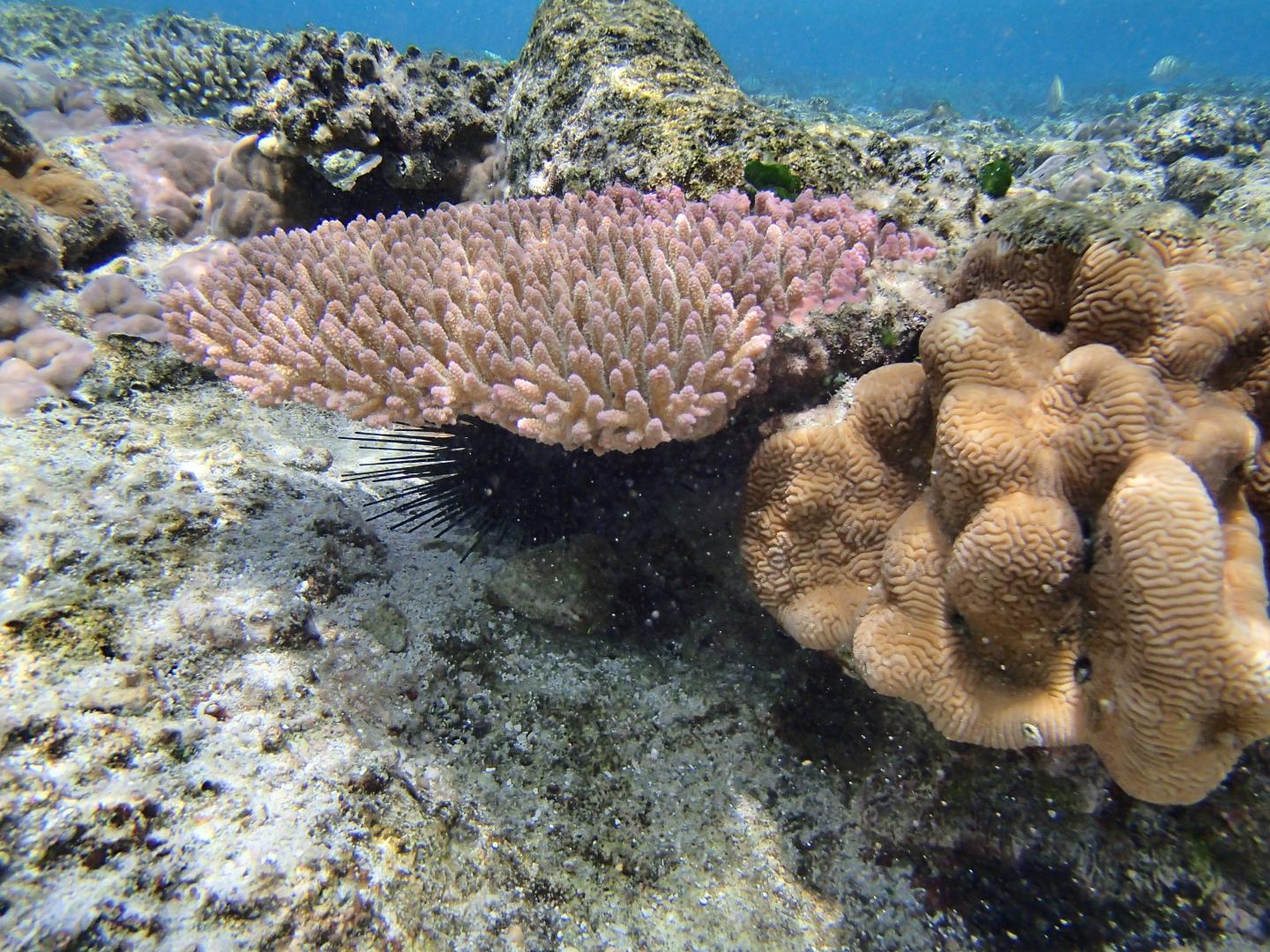 Corals May Adapt to Moderate but Not Severe Climate Change, Genomic Model Suggests (2 of 6)