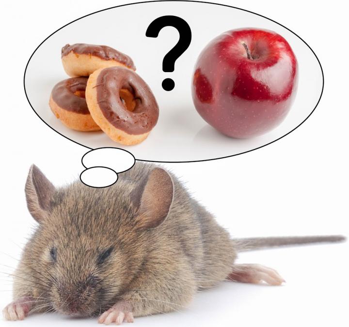 Direct Link Between REM Sleep Loss and the Desire for Sugary and Fatty Foods Discovered