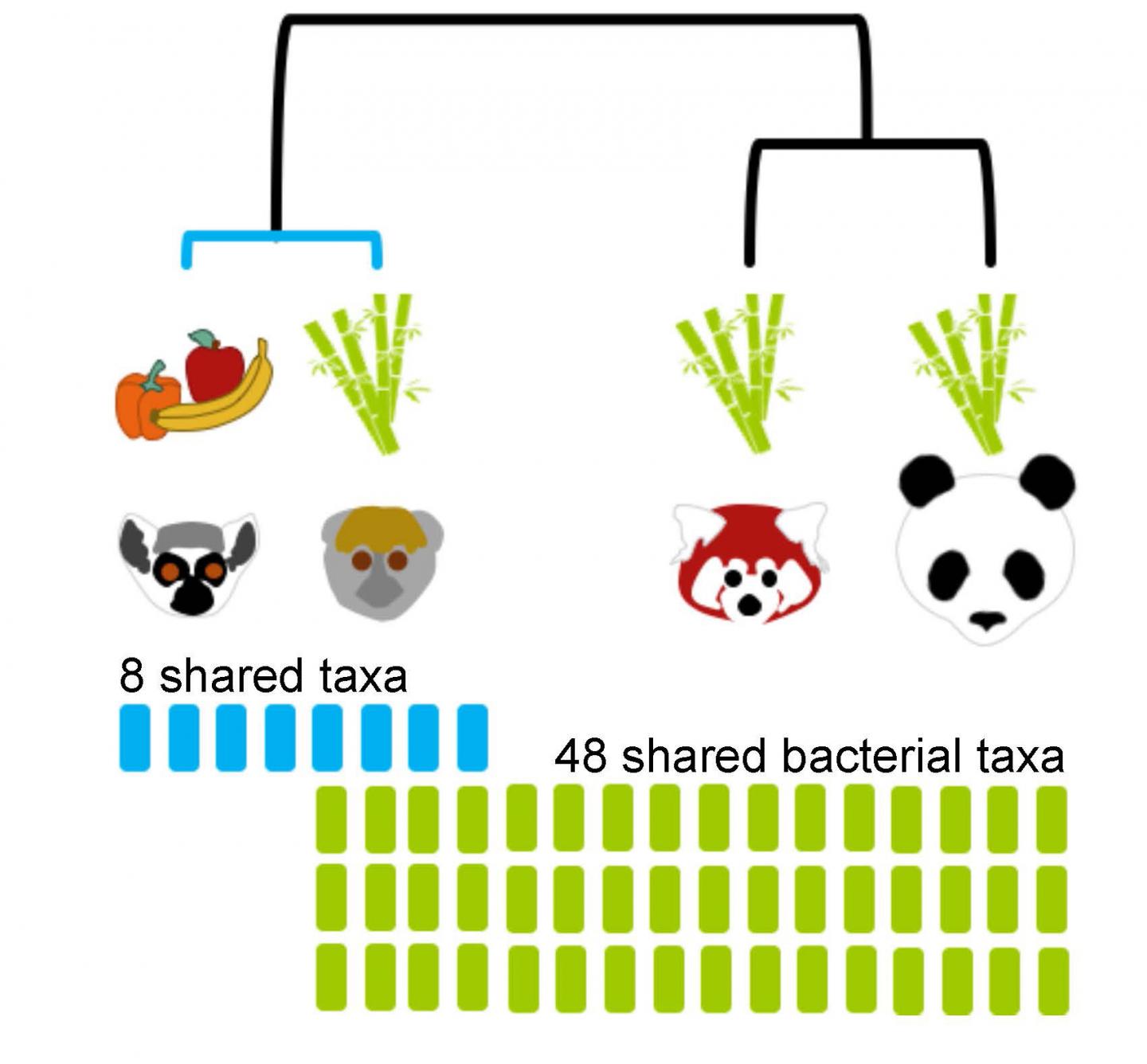 Bamboo Lemurs Have More Gut Microbes in Common with Pandas Than with Other Lemurs