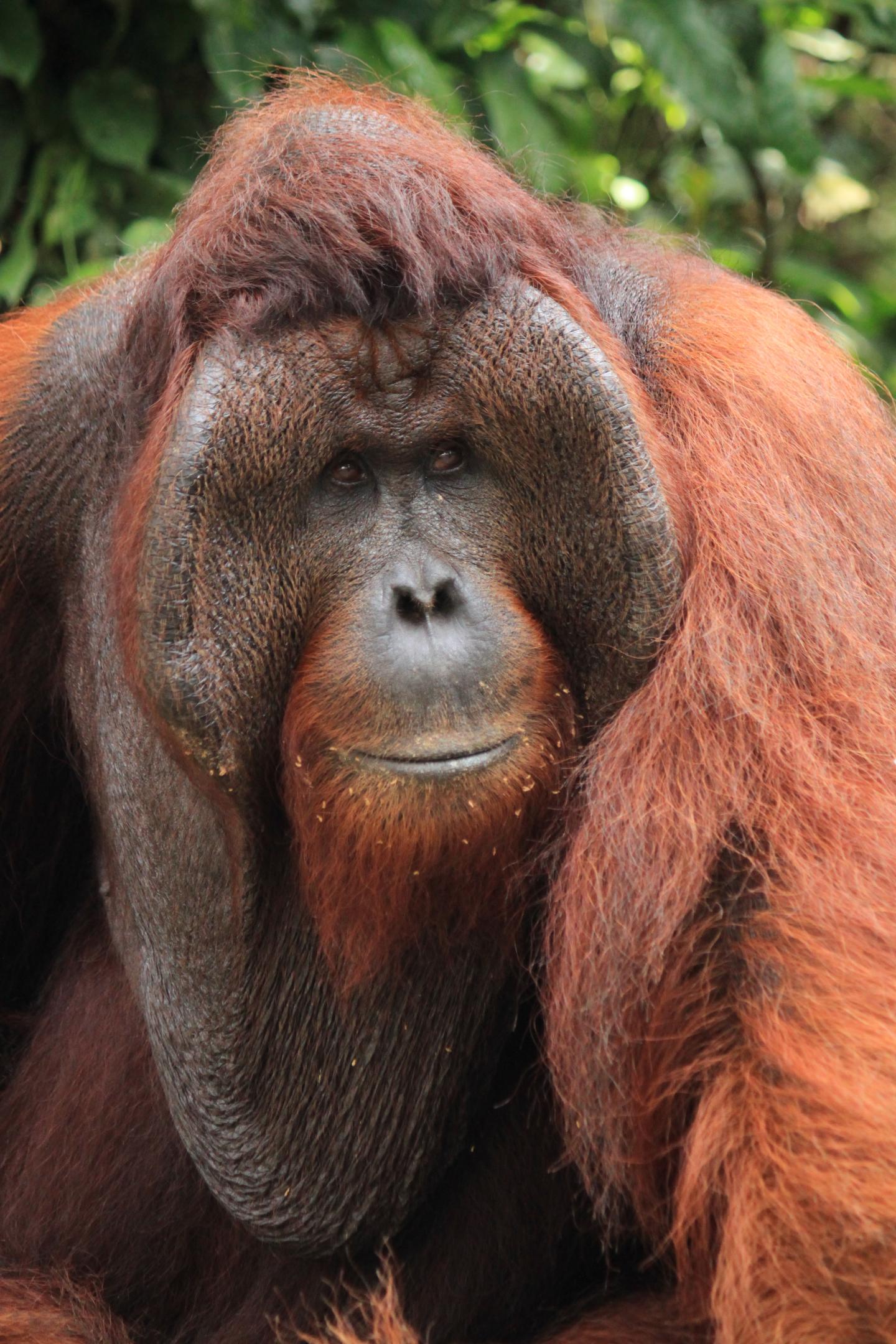Orangutan Females Prefer Cheek-Padded Males