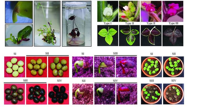 The RUBY reporter for visual selection in soybean genome editing