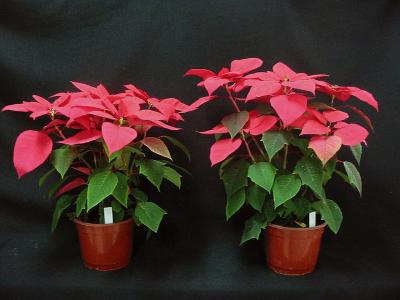 Plentiful Poinsettias without PGRs