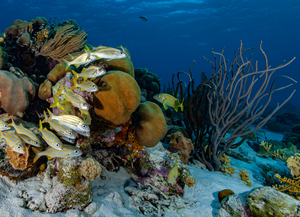 Coral reefs