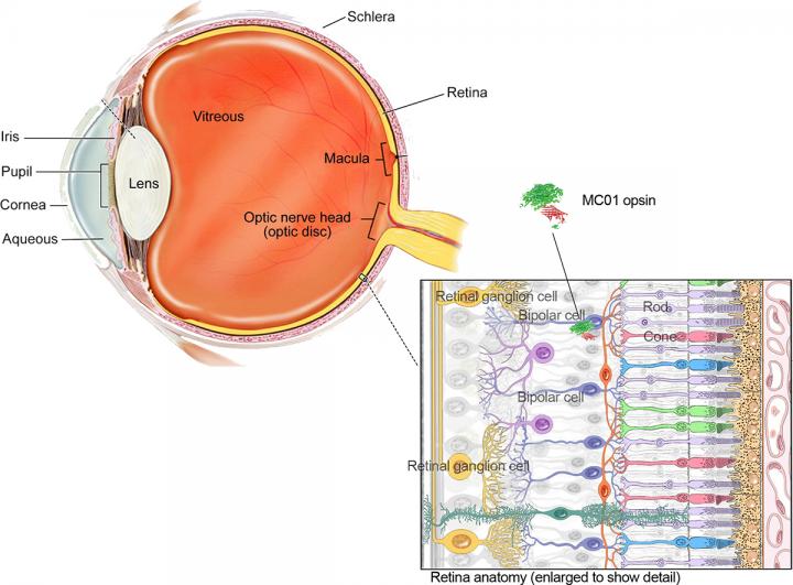 Neural Retina Illustration