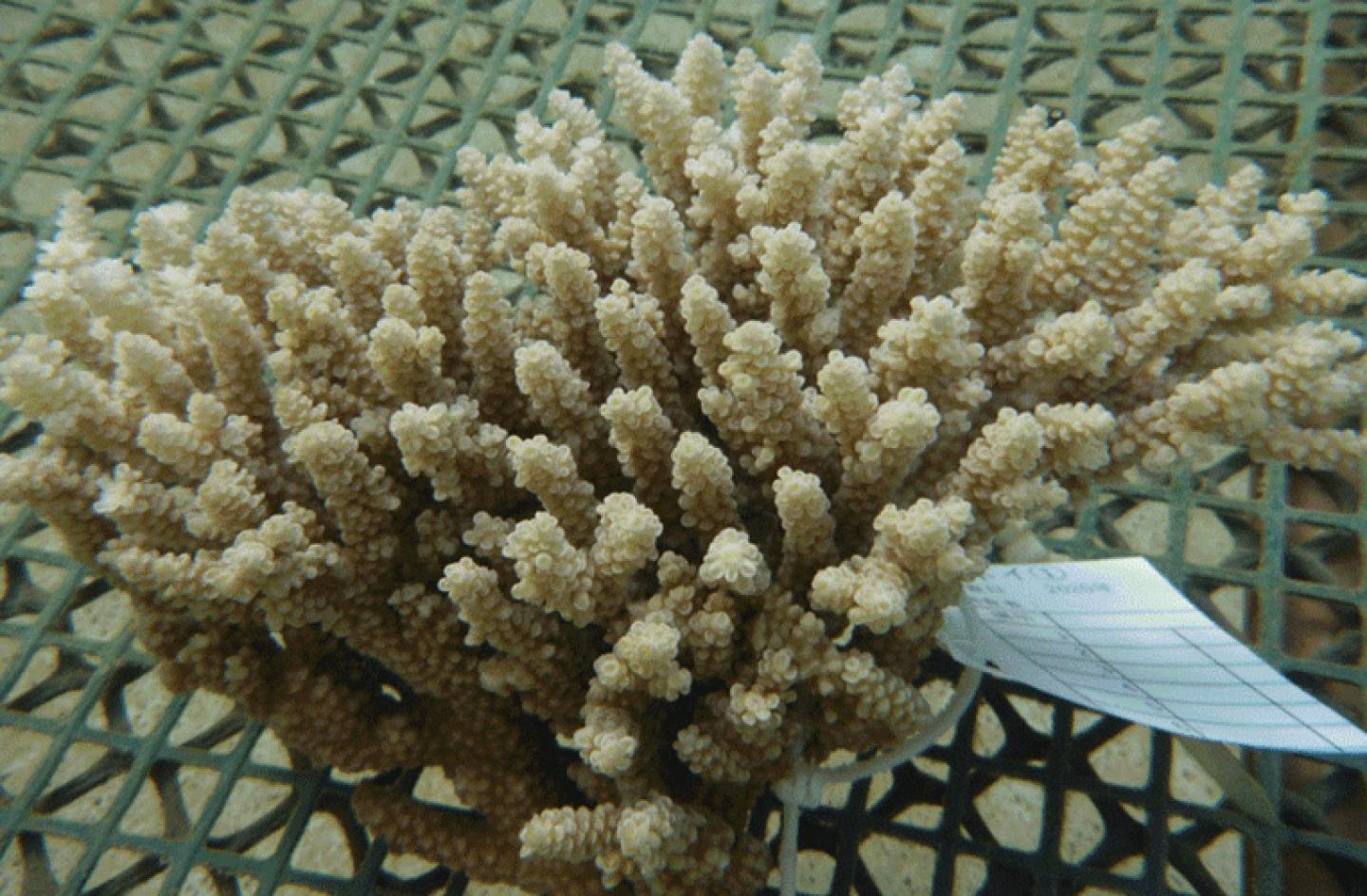 A colony of Acropora tenuis.