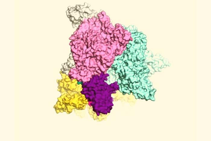 RapA enzyme