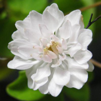 <i>Thalictrum thalictroides</i> Double White Mutant