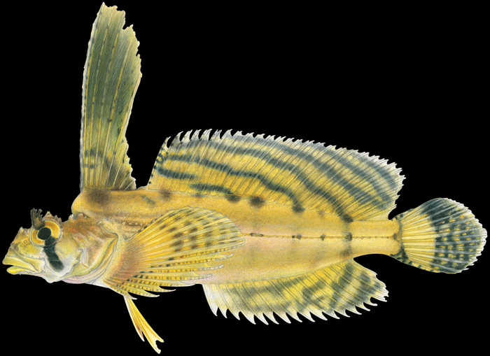 Sailfin Sculpin