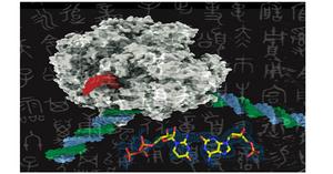 synthetic nucleotide