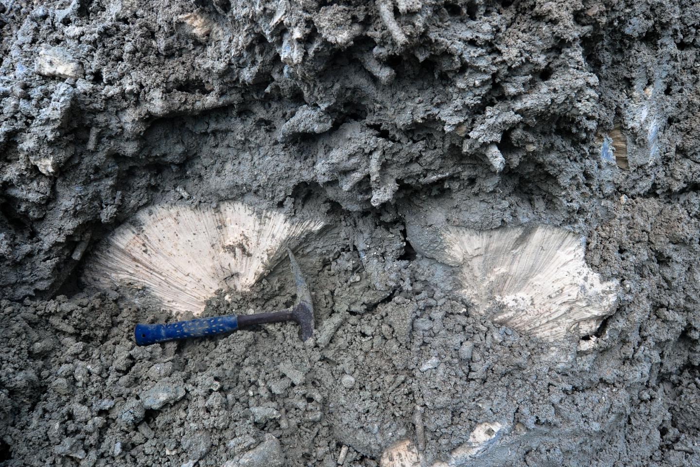 Fossil Coral Close-Up