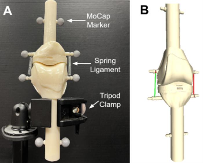 Physical knee model