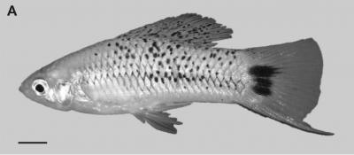 Swordtail Fish Melanoma