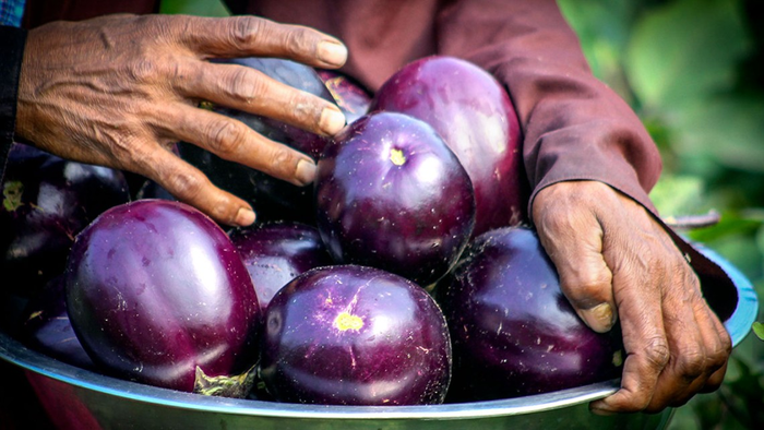 Bt eggplant in Bangladesh