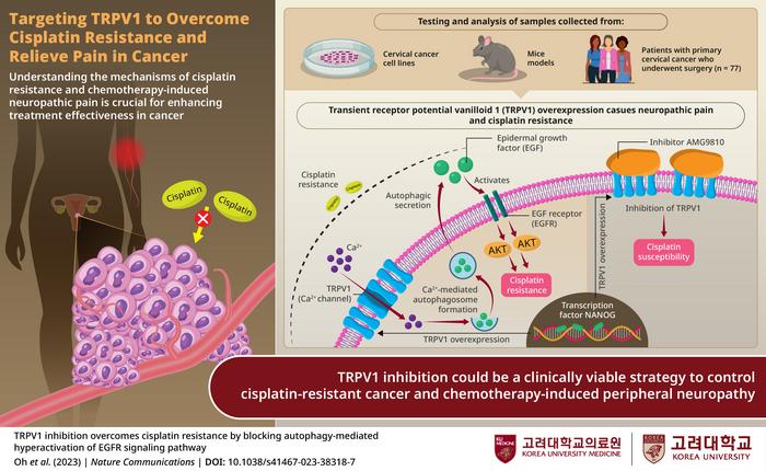 Pathway of cisplatin resistance in cervical cancer