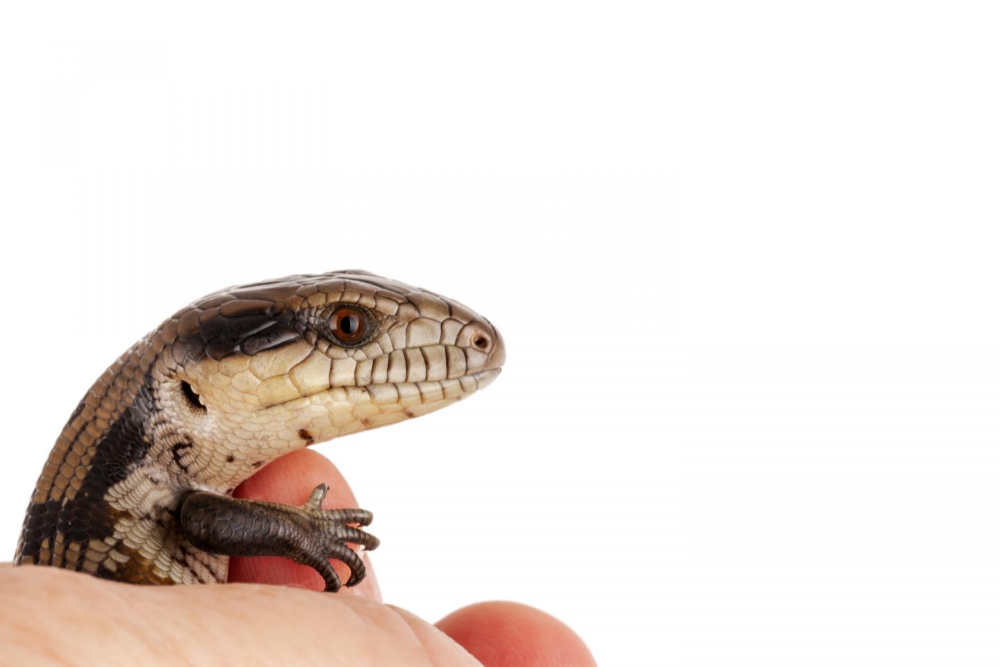 Baby Blue-Tongue Lizard