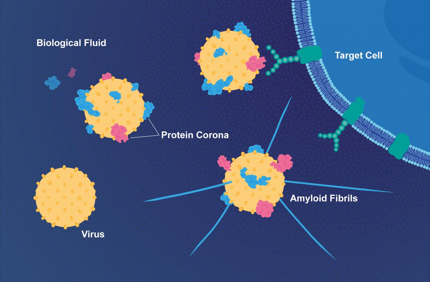 Proteins in the Fluid Surrounding the Target Cell Bind to a Virus and Form a Protein Corona