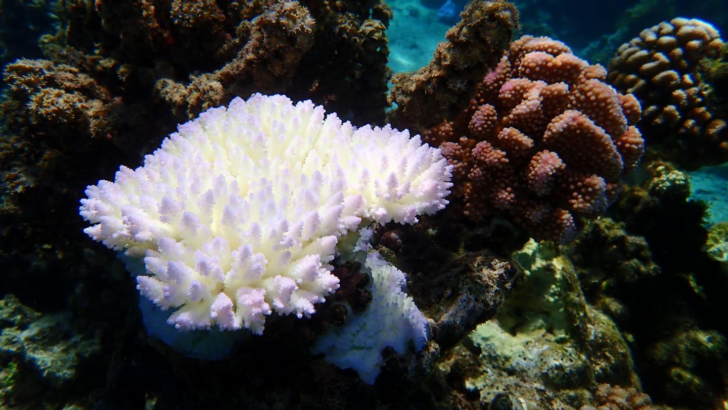 Bleached Coral Compared to Healthy Coral in the Lagoon of Moorea, French Polynesia, during a Marine 
