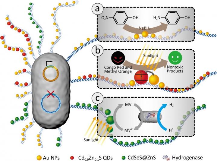 Diverse Catalytic Applications