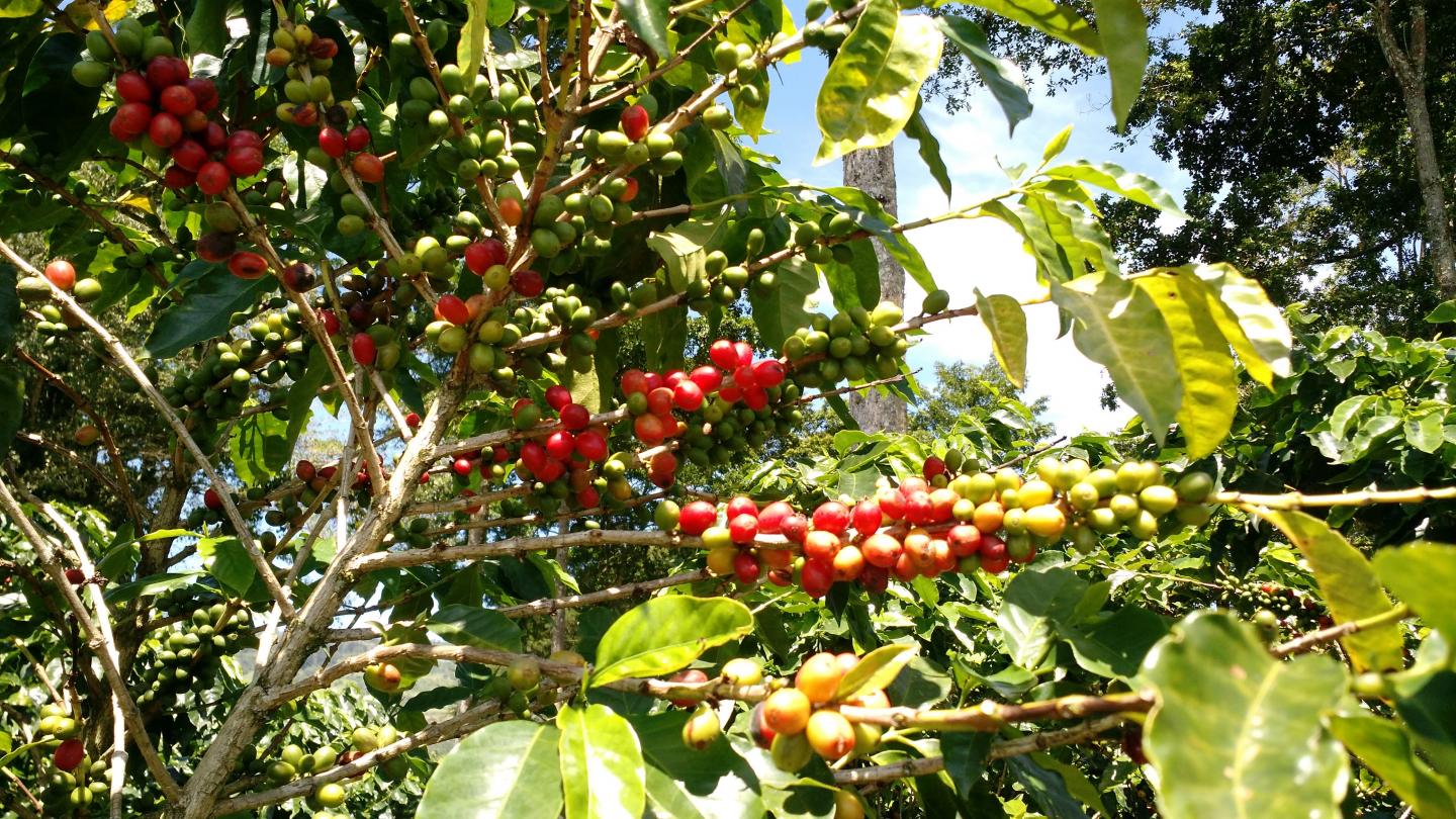 Coffee Growing in An Agroforesty System in Costa Rica