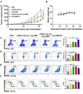 The anti-tumor effects of Pal-DMPOP on MC38 model via CD8+ T cells and macrophages.