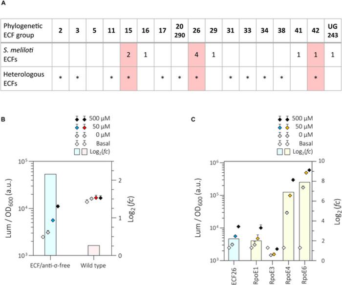Fig. 2. Endogenous ECFs can interfere with the performance of heterologous ECF switches.