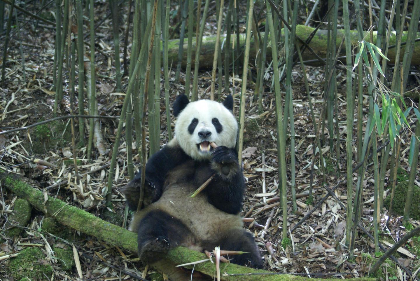 Pandas Spend Less Energy to Afford Bamboo Diet (2 of 8)