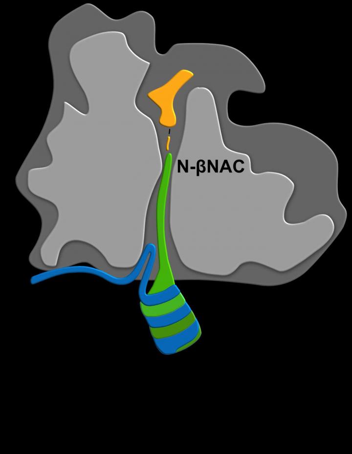 Ribosome Binding of NAC