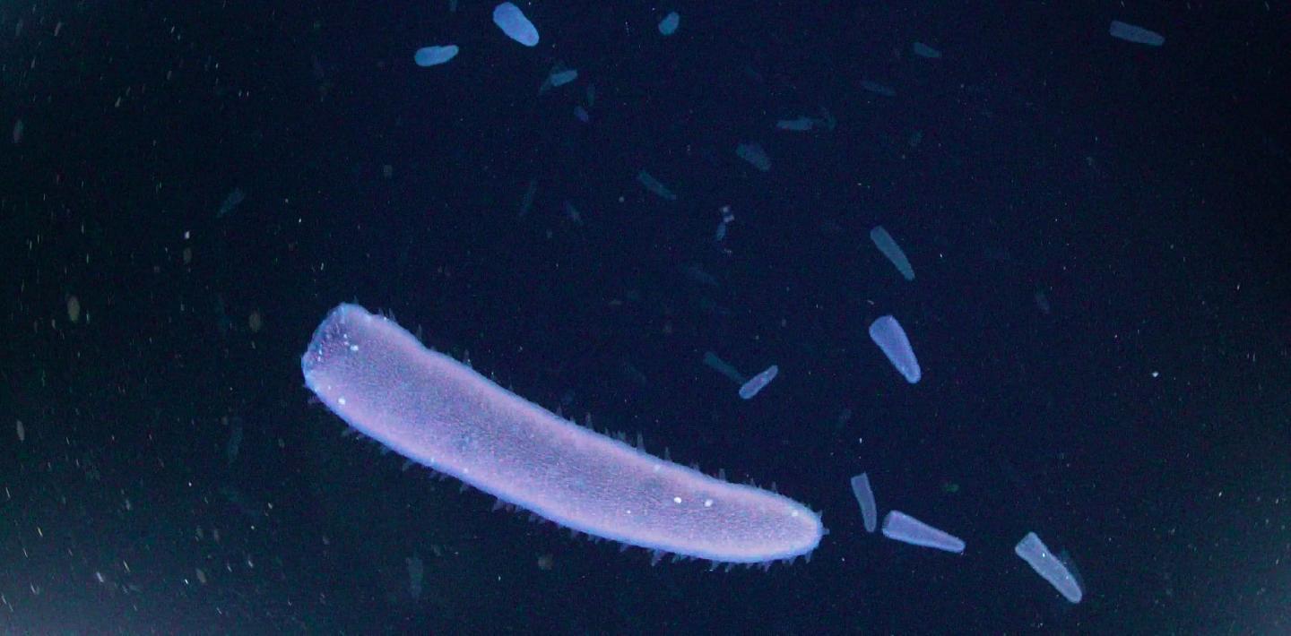 Pyrosome in the water column.