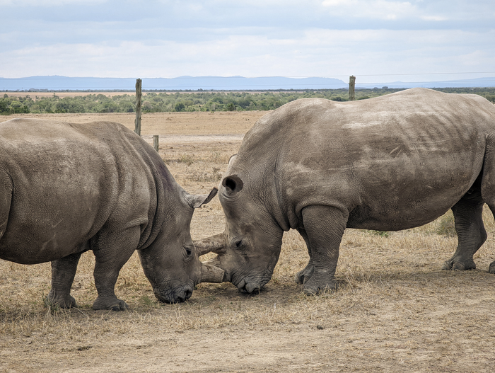 BioRescue: 10th OPU_Northern White Rhino Fatu (left) and Southern White Rhino Tauwo (right) after oocyte collection in Fatu