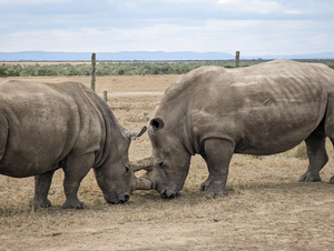 BioRescue: 10th OPU_Northern White Rhino Fatu (left) and Southern White Rhino Tauwo (right) after oocyte collection in Fatu