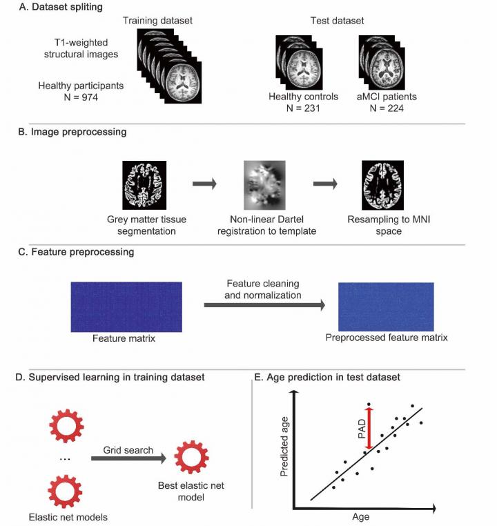 Researchers Use AI to Track Cognitive Deviation in Aging Brains