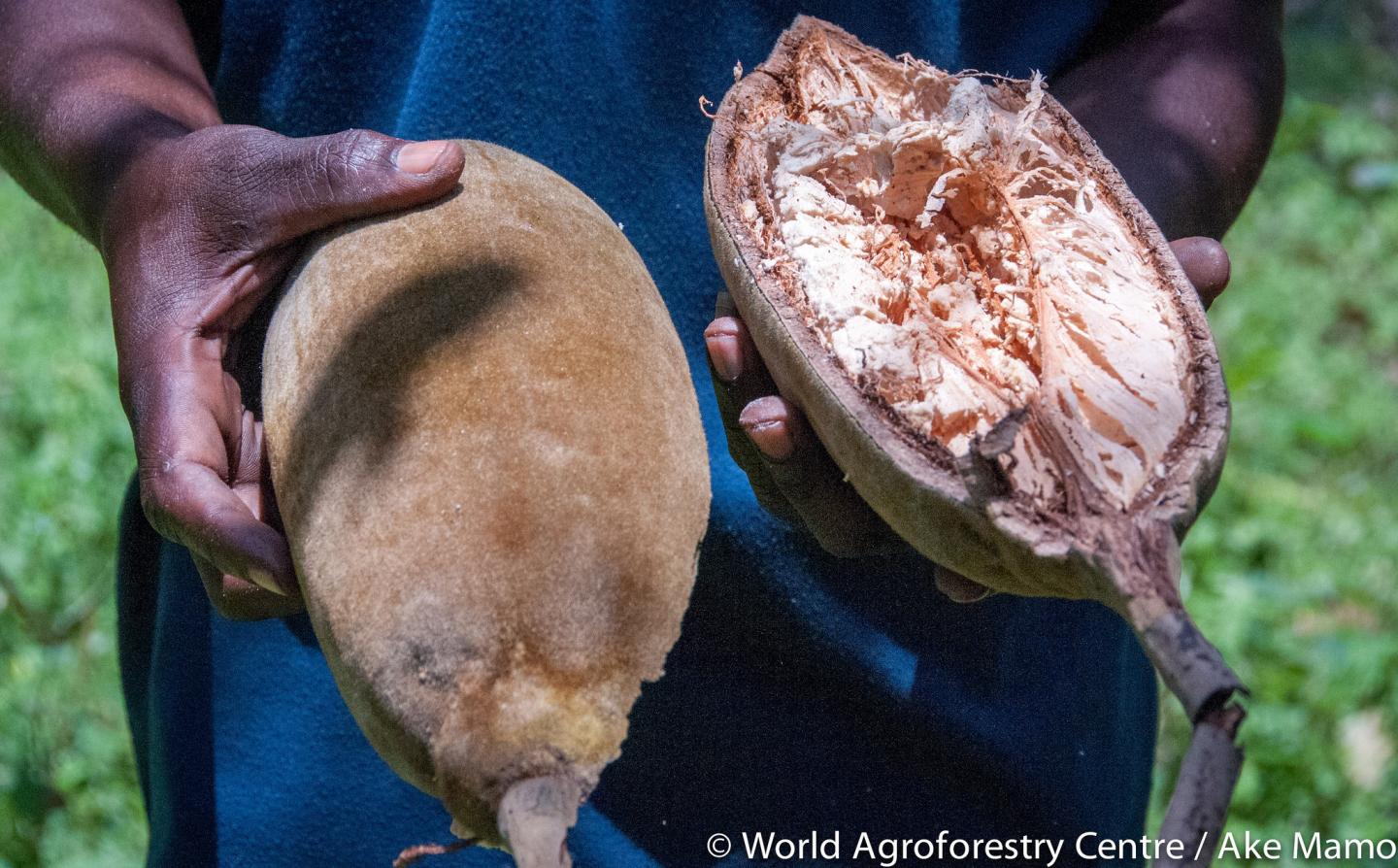 Baobab fruit in Kilifi, Kenya, in 2014