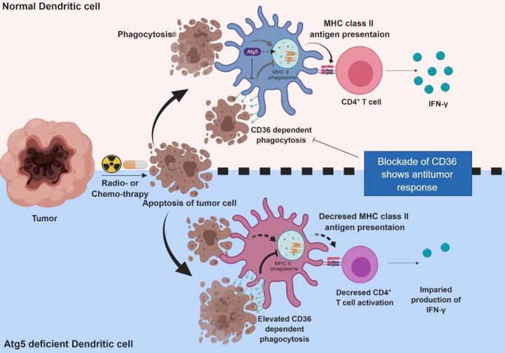 Autophagy in dendritic cells image eurekalert science news releases