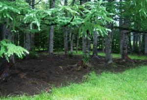Bear-dug human-made conifer forest.