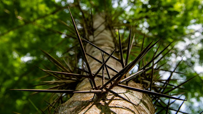 A typical spiny plant Gleditsia microphylla (Fabaceae) native in Asia