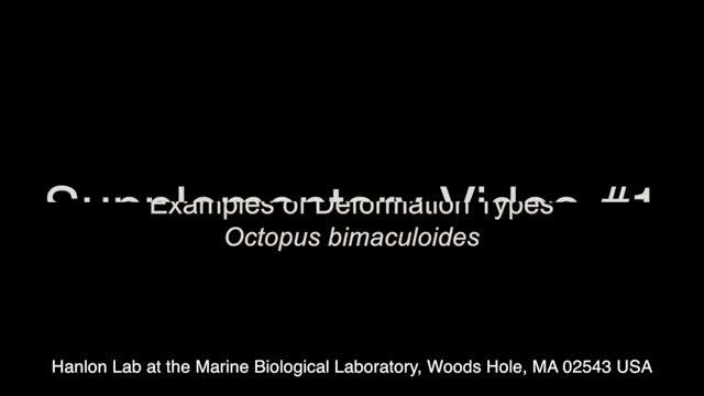 Octopus Arm Movements