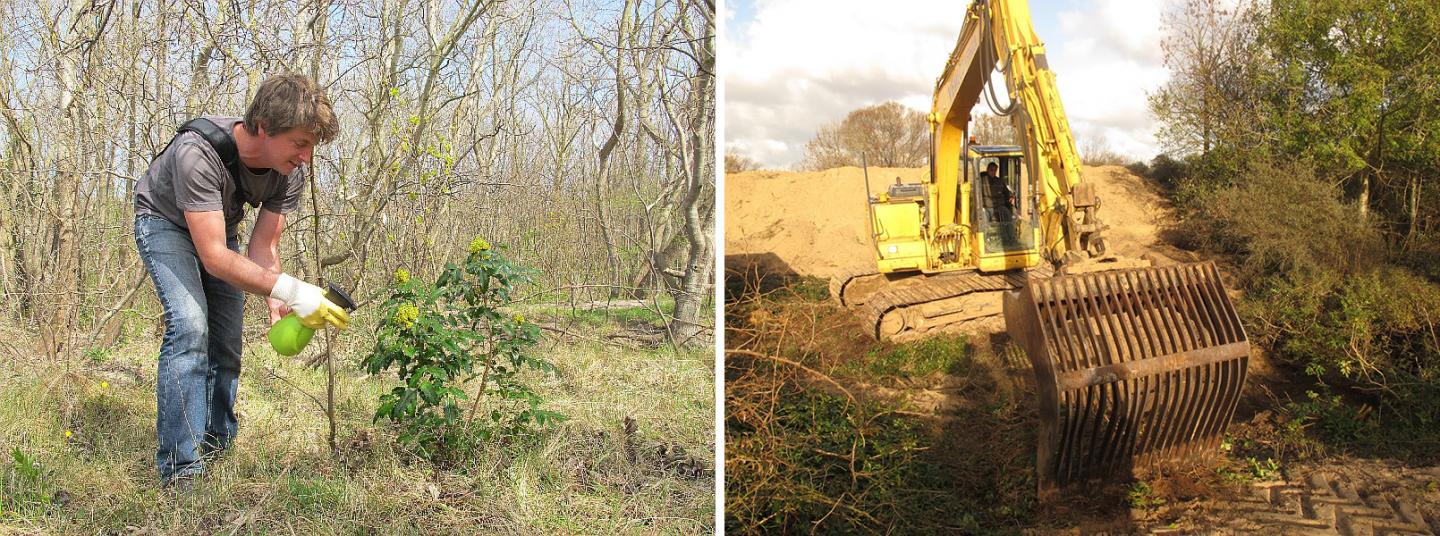 Removal of Oregon Grape