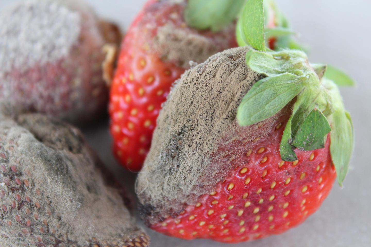 fungus on strawberry