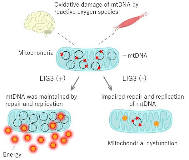 Novel Genetic Mitochondrial Disorder