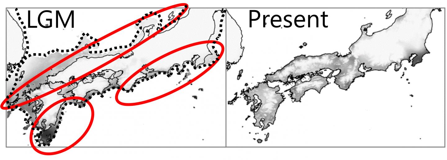 Fig. 1: Species Distribution Modeling of <i>C. sieboldii</i>