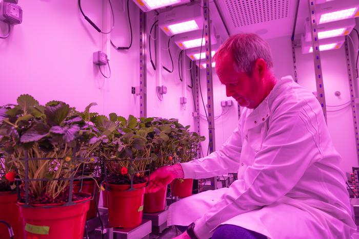 Dr Phillip Davey works in the drought room