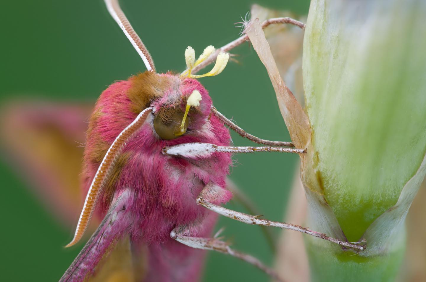 Elephant Hawkmoth