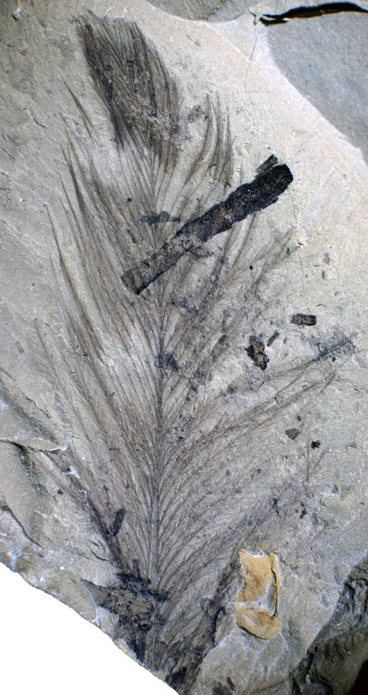 Early Bird Feather with Colour Patterning from Koonwarra