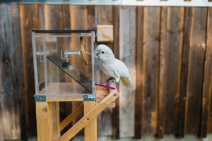 A cockatoo uses the first tool to punch through a membrane