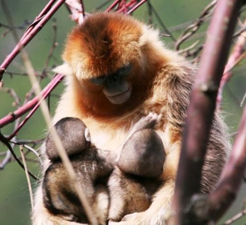 A Mother Is Simultaneously Suckling Two Infants in the Same Social Unit