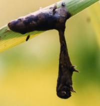 Gypsy Moth Caterpillar (3 of 3)