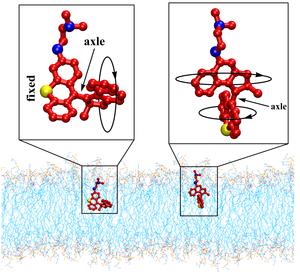 Schematics of bacteria-killing molecular machines