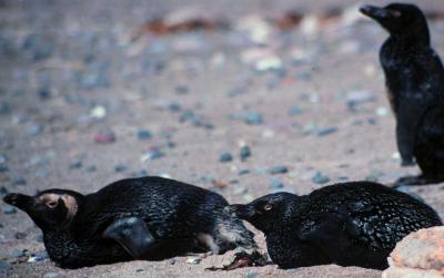 Oiled Penguins