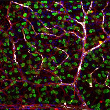 Cell Network in the Inner Retina